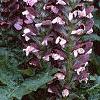 Acanthus hungaricus, habit