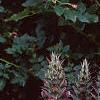 Acanthus hungaricus, habit