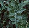 Acanthus hungaricus, habit