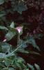 Acanthus hungaricus, habit