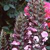 Acanthus hungaricus, habit