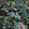 Acanthus hungaricus, habit