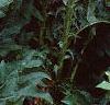 Acanthus hungaricus, habit