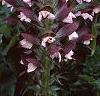 Acanthus hungaricus, flowers