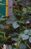 Acanthus hungaricus, flowers