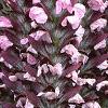 Acanthus hungaricus, flowers