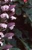 Acanthus hungaricus, flowers