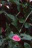 Acanthus hungaricus, flowers