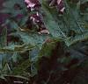 Acanthus hungaricus, flowers