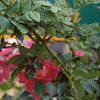Acanthus hungaricus, flowers