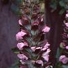 Acanthus hungaricus, flowers
