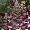 Acanthus hungaricus, flowers