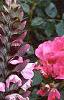 Acanthus hungaricus, flowers