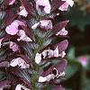 Acanthus hungaricus, flowers