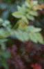 Acanthus hungaricus, flowers