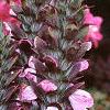 Acanthus hungaricus, flowers