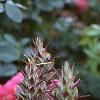 Acanthus hungaricus, flowers