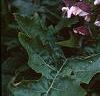 Acanthus hungaricus, flowers