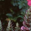 Acanthus hungaricus, flowers
