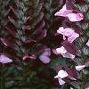 Acanthus hungaricus, flowers