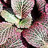 Fittonia albivenis (Verschaffeltii Group) 'Pearcei', habit