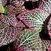 Fittonia albivenis (Verschaffeltii Group) 'Pearcei', habit