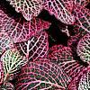 Fittonia albivenis (Verschaffeltii Group) 'Pearcei', habit