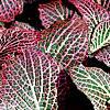 Fittonia albivenis (Verschaffeltii Group) 'Pearcei', habit