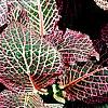 Fittonia albivenis (Verschaffeltii Group) 'Pearcei', habit