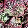 Fittonia albivenis (Verschaffeltii Group) 'Pearcei', habit
