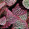 Fittonia albivenis (Verschaffeltii Group) 'Pearcei', habit