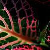 Fittonia albivenis (Verschaffeltii Group) 'Pearcei', leaves