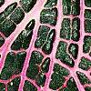 Fittonia albivenis (Verschaffeltii Group) 'Pearcei', leaves