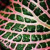 Fittonia albivenis (Verschaffeltii Group) 'Pearcei', leaves