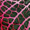 Fittonia albivenis (Verschaffeltii Group) 'Pearcei', leaves