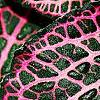 Fittonia albivenis (Verschaffeltii Group) 'Pearcei', leaves