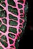 Fittonia albivenis (Verschaffeltii Group) 'Pearcei', leaves