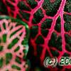 Fittonia albivenis (Verschaffeltii Group) 'Pearcei', leaves