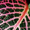 Fittonia albivenis (Verschaffeltii Group) 'Pearcei', leaves