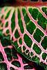 Fittonia albivenis (Verschaffeltii Group) 'Pearcei', leaves