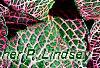 Fittonia albivenis (Verschaffeltii Group) 'Pearcei', leaves