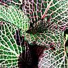 Fittonia albivenis (Verschaffeltii Group) 'Pearcei', leaves