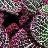 Fittonia albivenis (Verschaffeltii Group) 'Pearcei', leaves