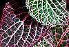 Fittonia albivenis (Verschaffeltii Group) 'Pearcei', leaves