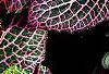 Fittonia albivenis (Verschaffeltii Group) 'Pearcei', leaves