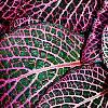 Fittonia albivenis (Verschaffeltii Group) 'Pearcei', leaves