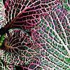 Fittonia albivenis (Verschaffeltii Group) 'Pearcei', leaves