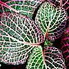 Fittonia albivenis (Verschaffeltii Group) 'Pearcei', leaves