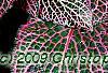 Fittonia albivenis (Verschaffeltii Group) 'Pearcei', leaves