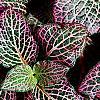Fittonia albivenis (Verschaffeltii Group) 'Pearcei', leaves